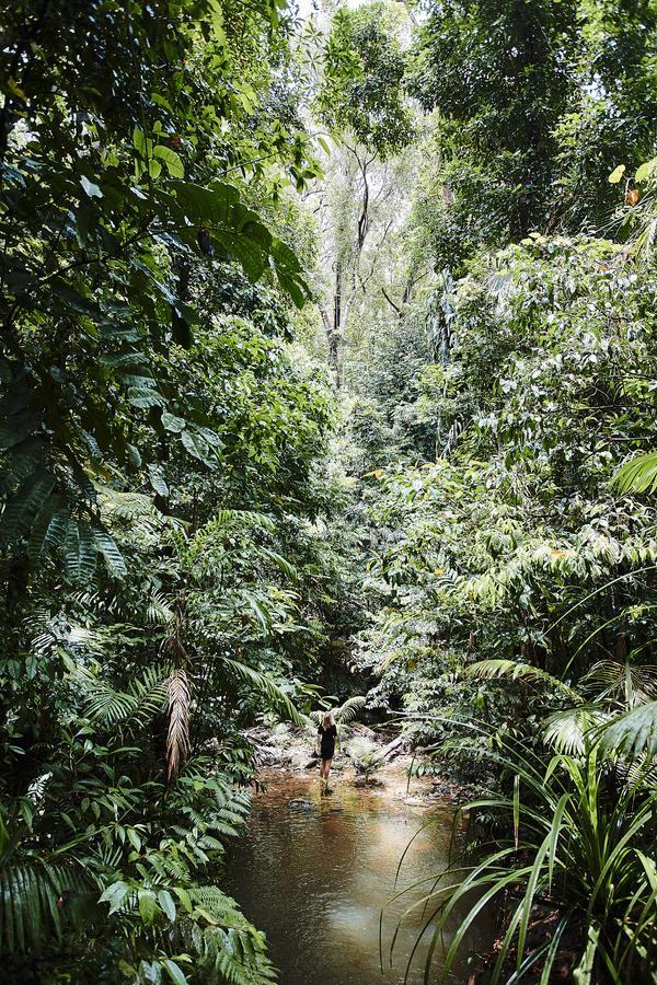 Daintree Ecolodge ภายนอก รูปภาพ
