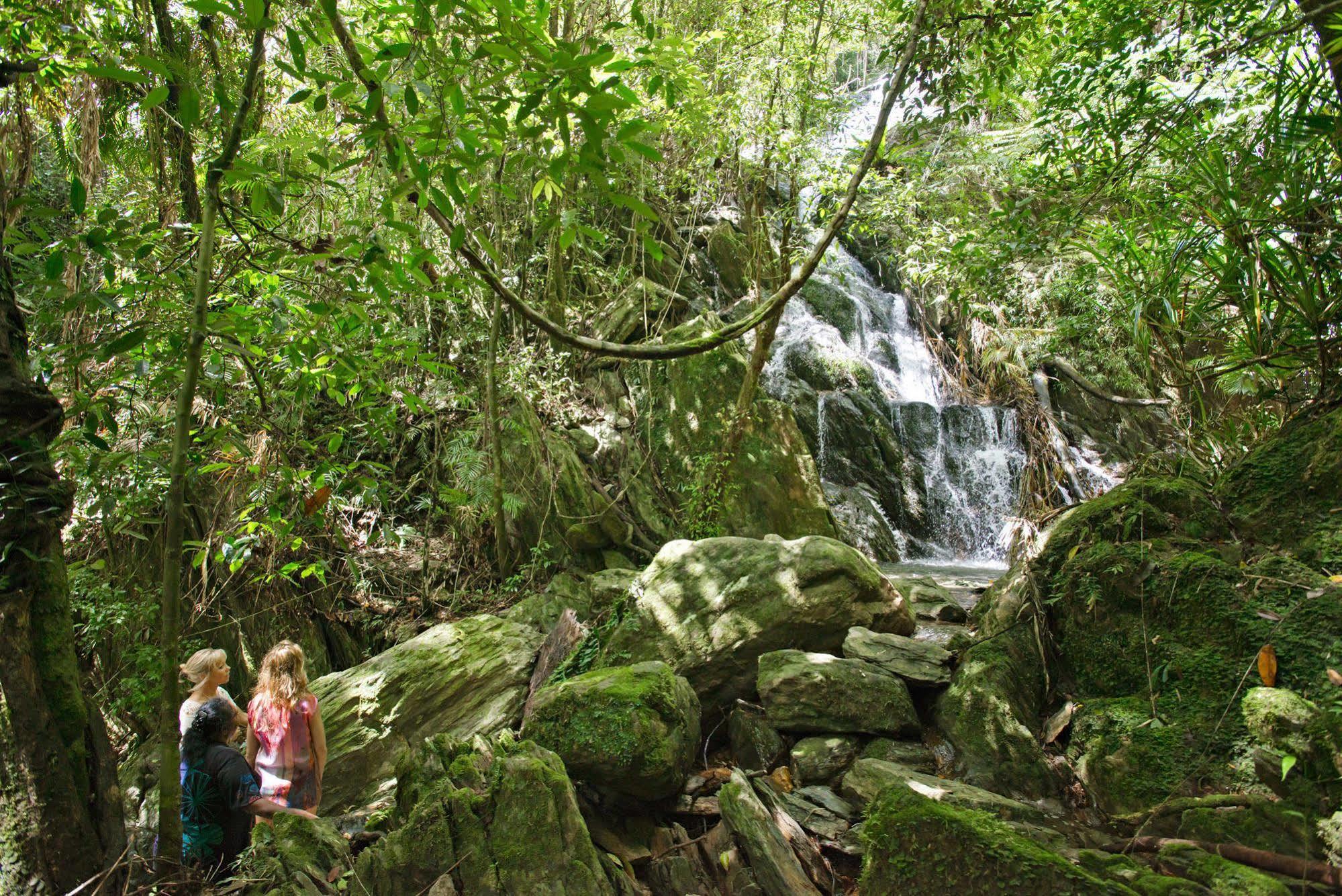 Daintree Ecolodge ภายนอก รูปภาพ